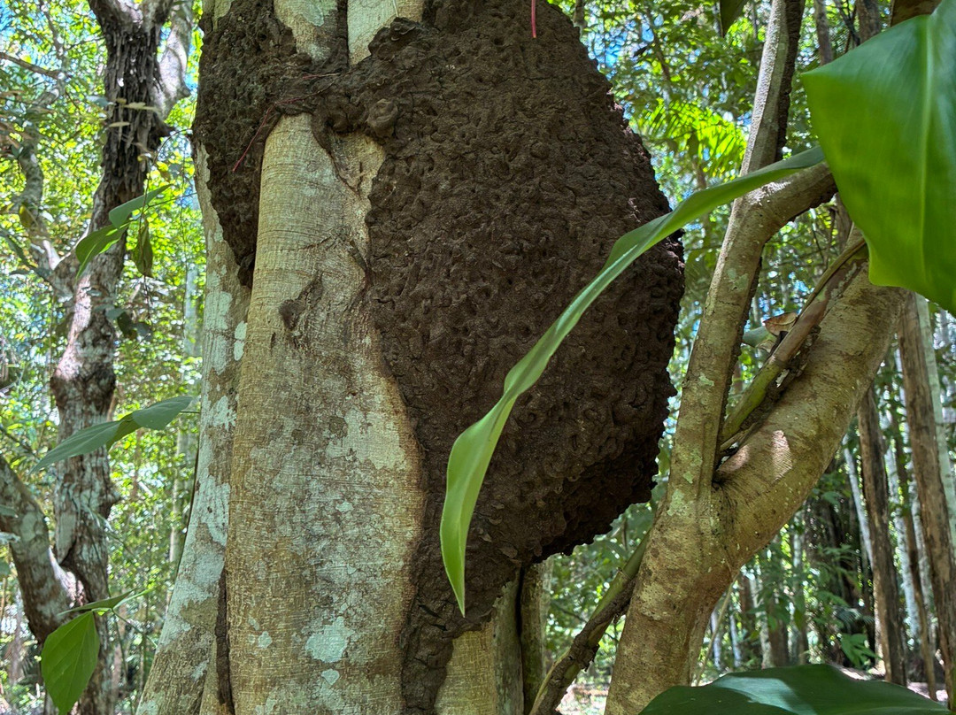 Amazonian Untamed Jungle Tours-伊基托斯必去景点