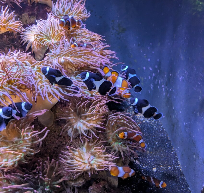 Loveland Living Planet Aquarium-德雷珀必去景点