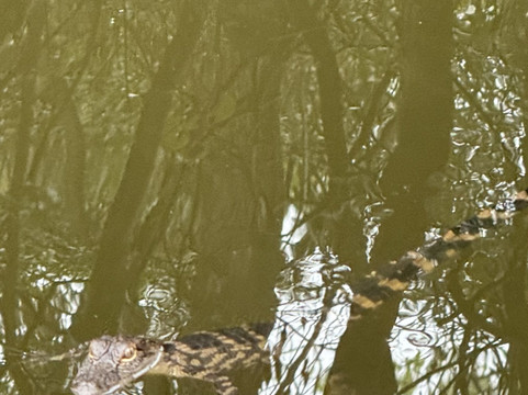 H2O Sports-希尔顿头岛必去景点