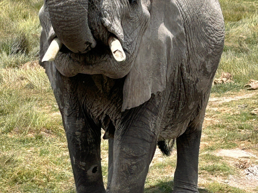Hyrax Safaris-Ololaimutiek必去景点