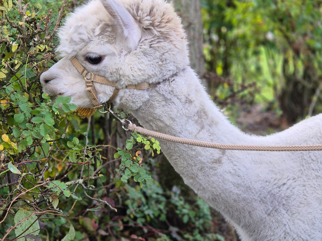 Alpaca Zeeland-Nieuwdorp必去景点