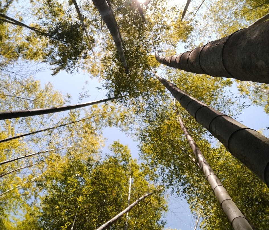 Shekvetili Dendrological Park-Shekhvetili必去景点