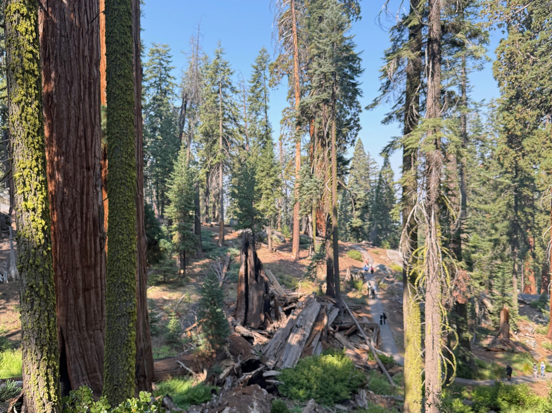 Congress Trail-红杉&国王峡谷国家公园必去景点