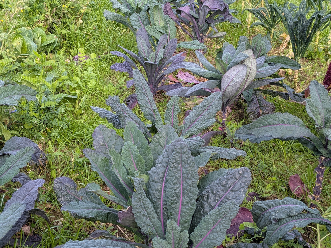 Knepp Wildland Safaris-霍舍姆必去景点