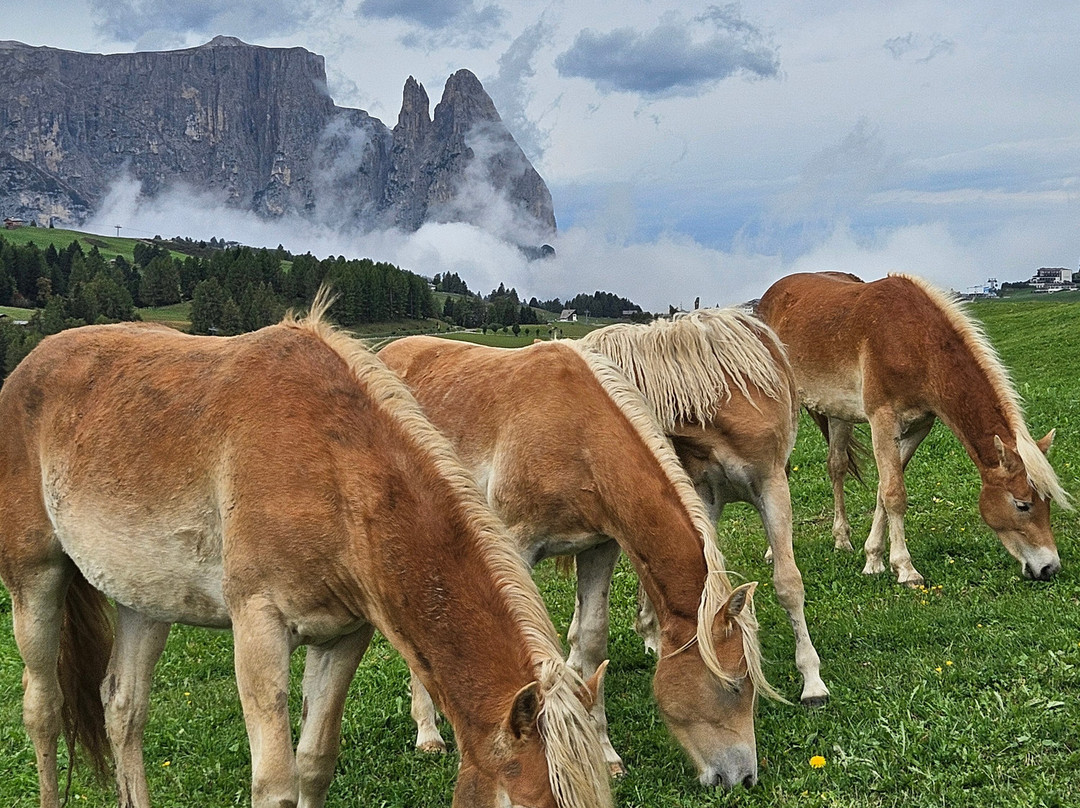 Seiser Alm - Alpe di Siusi-Alpe di Siusi必去景点