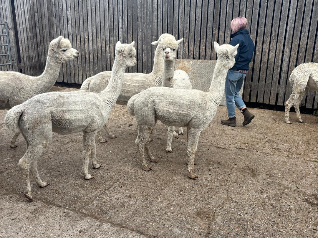 Botany Bay Farm-恩菲尔德必去景点