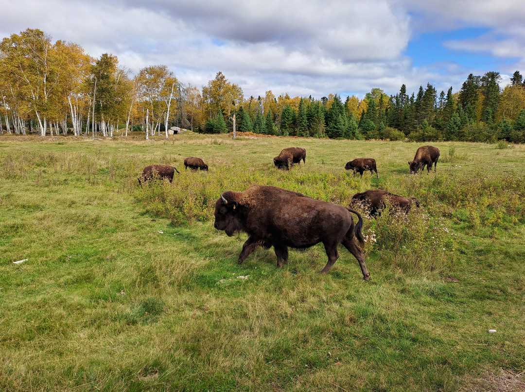 Zoo Sauvage of Saint-Felicien-Saint-Felicien必去景点