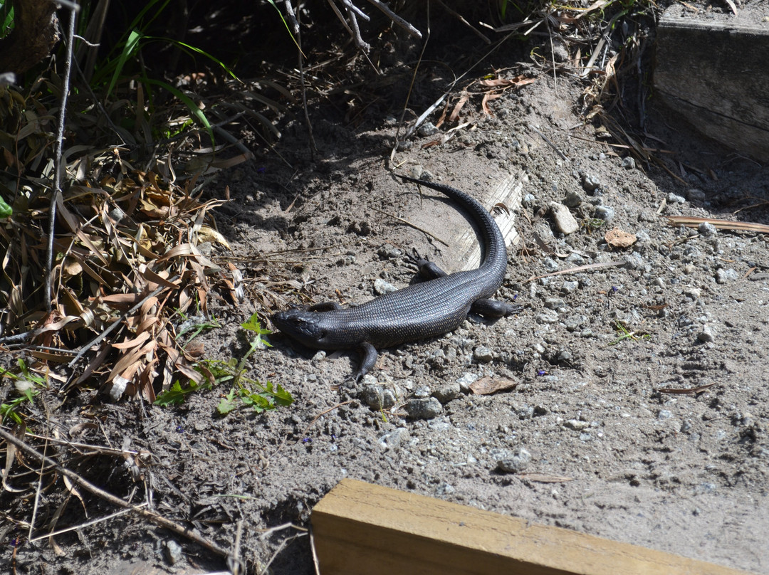 Elephant Rocks-丹麦必去景点