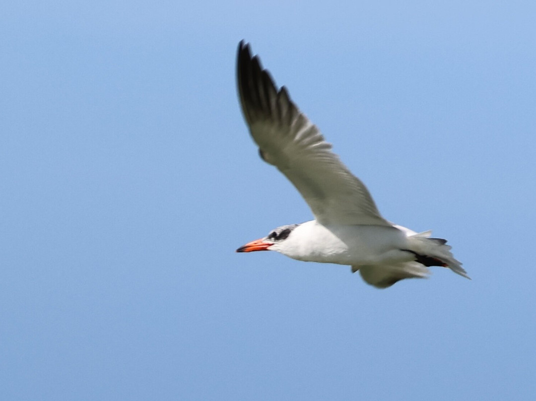 Split Apple Rock Cruise-凯特里特里必去景点