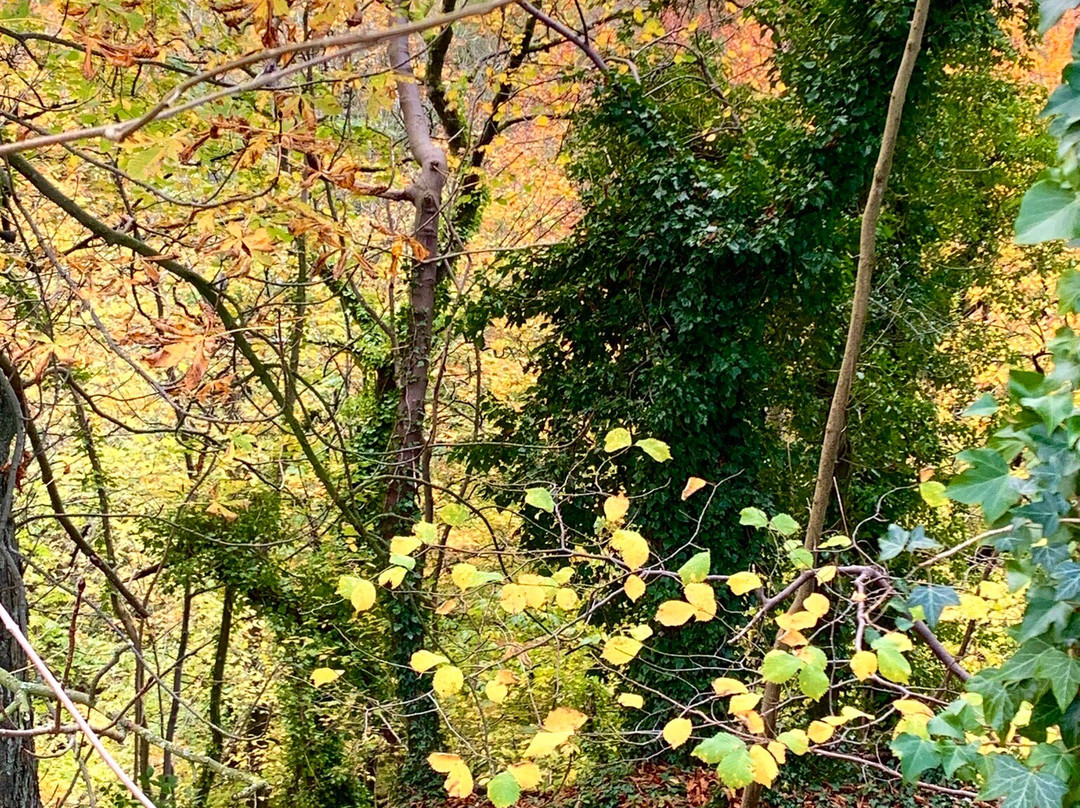 Skipton Castle Woods-斯基普顿必去景点