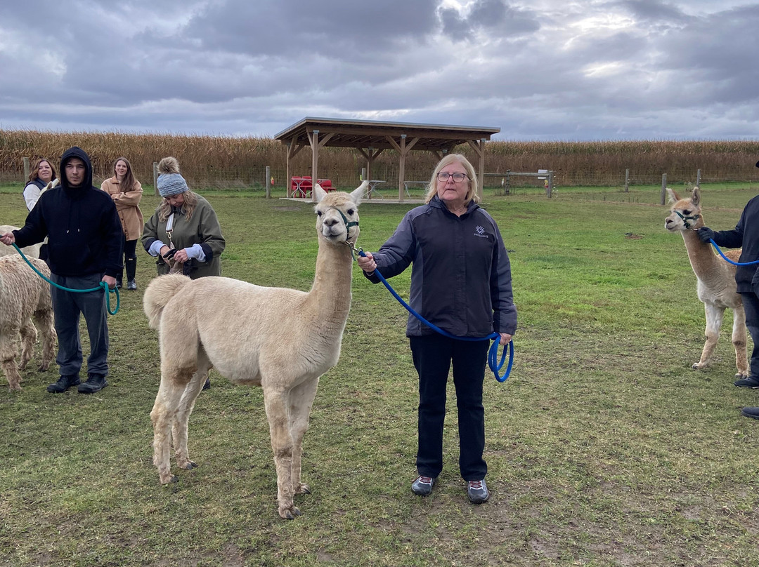 Udderly Ridiculous Farm Life-Blandford-Blenheim必去景点