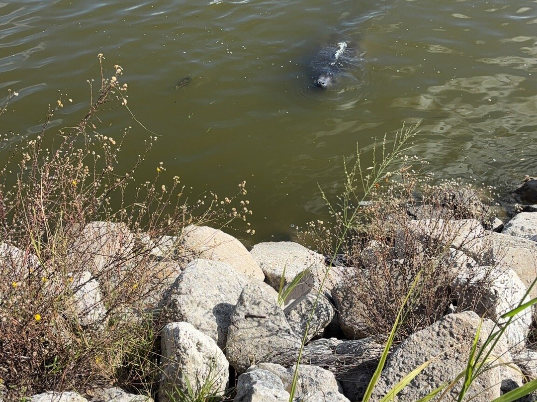 Manatee Observation Deck-泰特斯维尔必去景点
