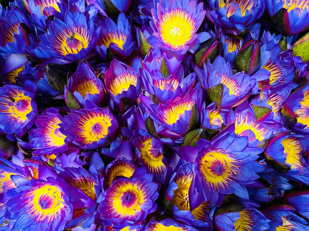 Southern Holiday Tours-美蕊沙必去景点