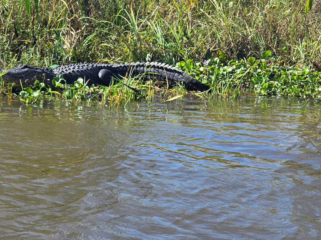 New Orleans Airboat Tours-Marrero必去景点