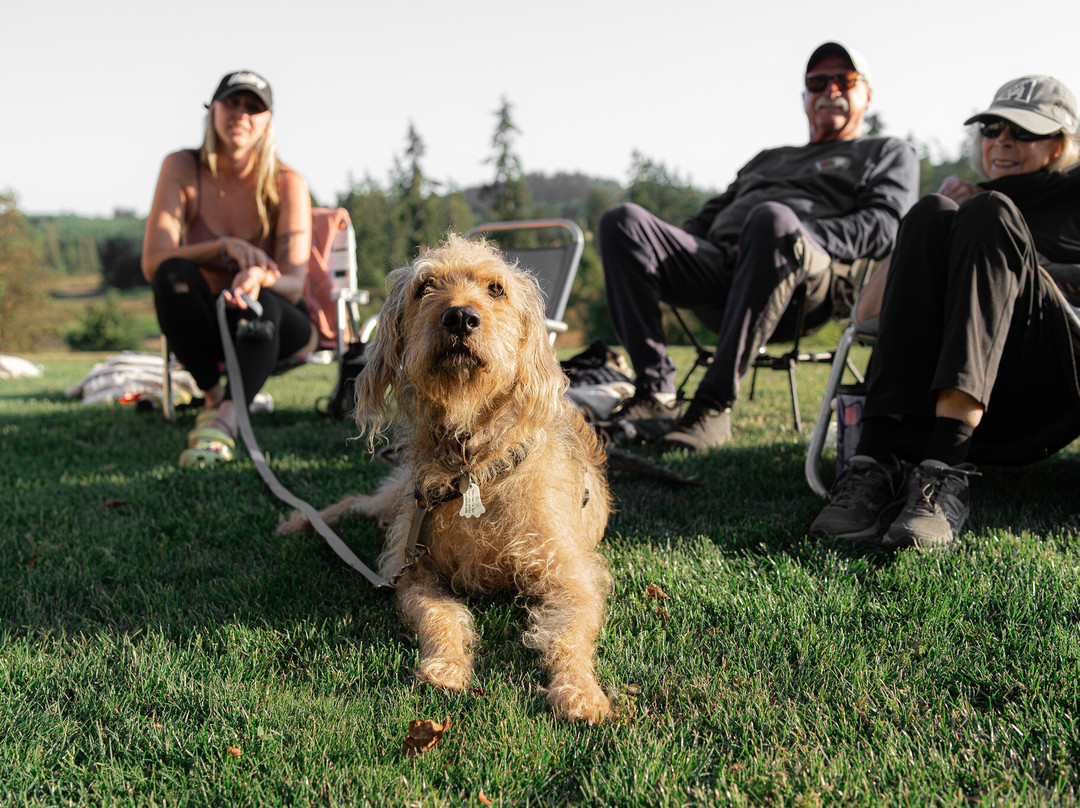 San Juan Vineyard-星期五港湾必去景点