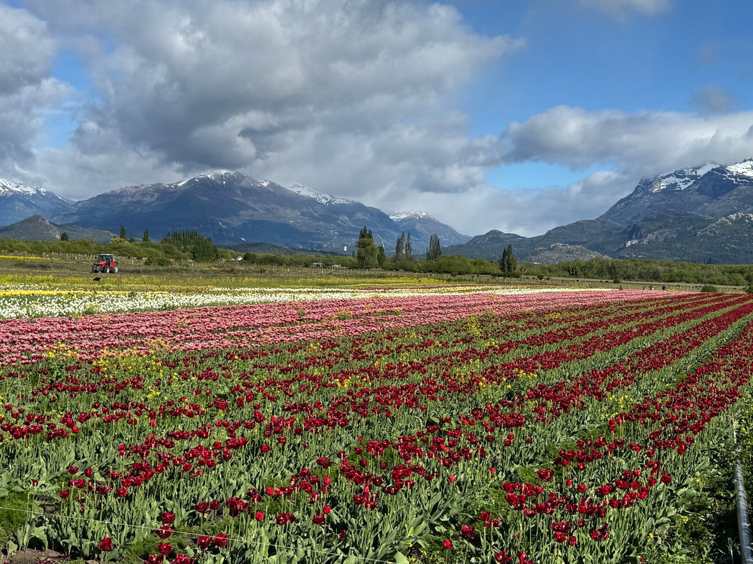 Campo De Tulipanes-Trevelin必去景点