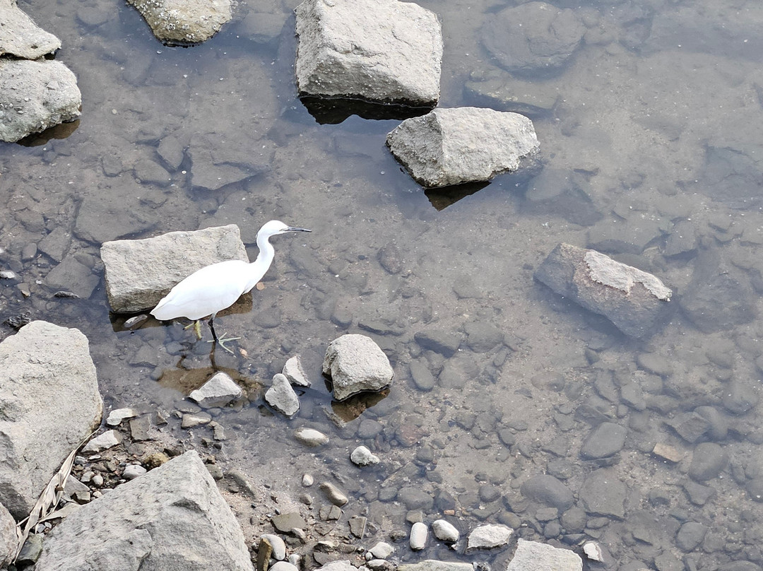 Motoyasu River-广岛市必去景点