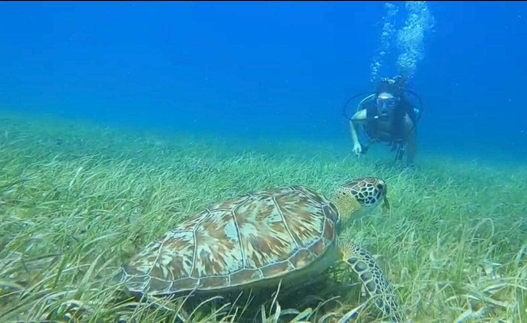 Blue Reef Divers-考祖梅必去景点