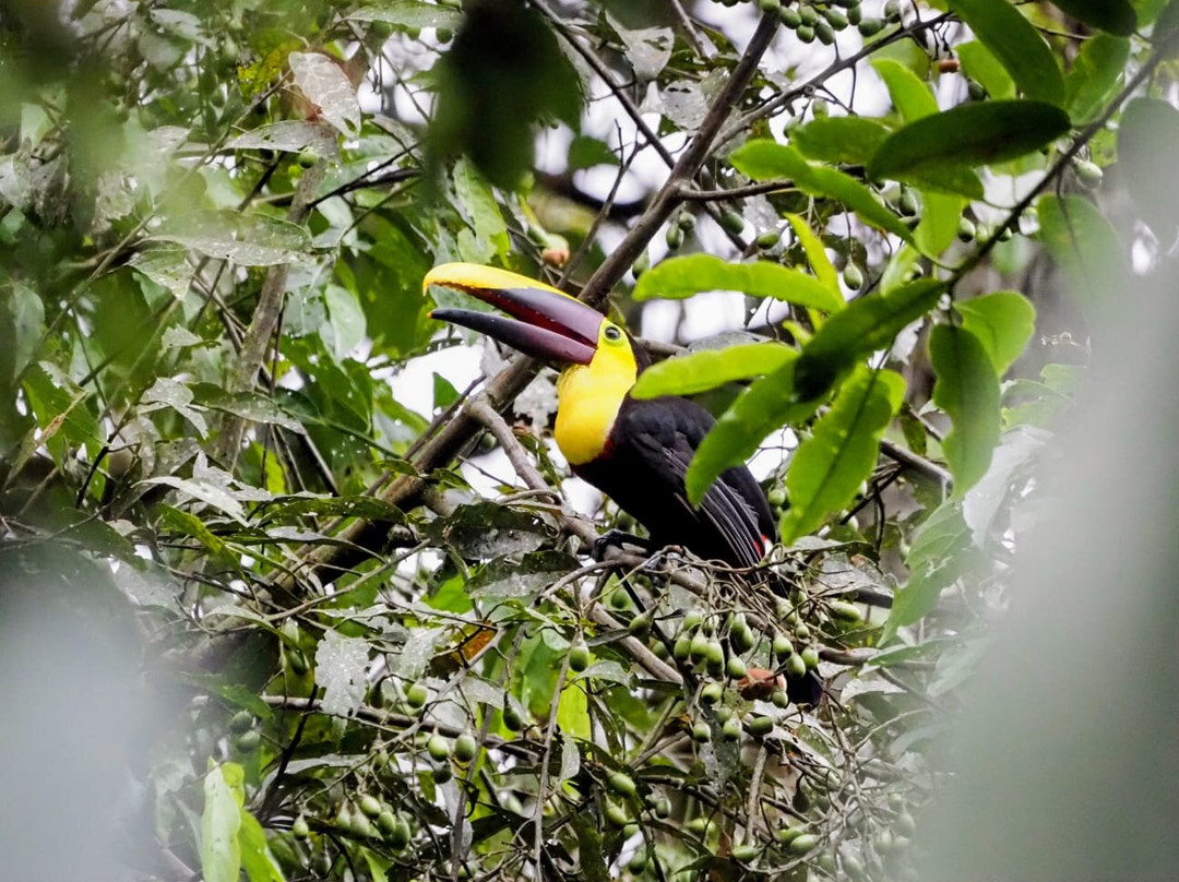Mindo Bird Guide-明多必去景点