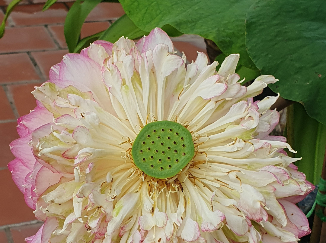 Núi Tà Cú-藩切市必去景点