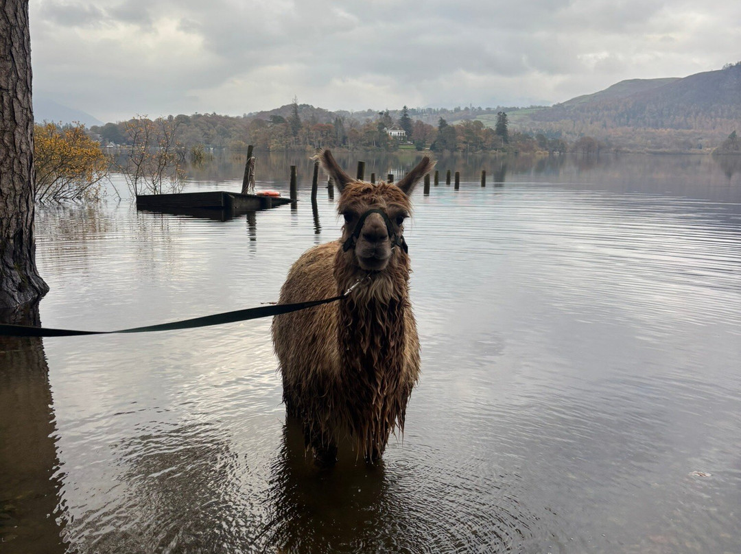 Alpacaly Ever After-Portinscale必去景点