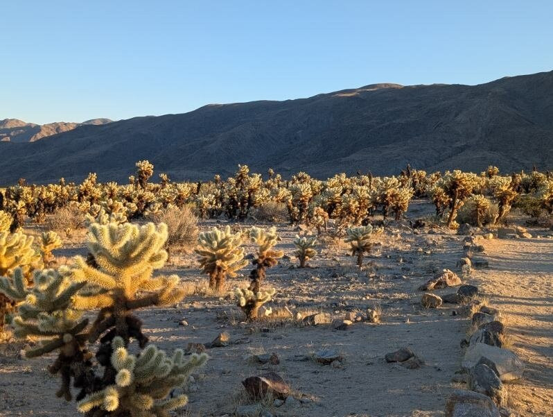 Joshua Tree National Park-约书亚树必去景点