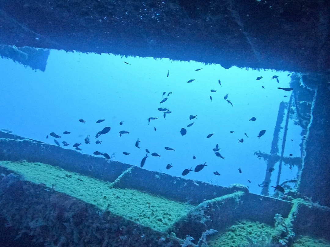 Cydive-帕福斯必去景点