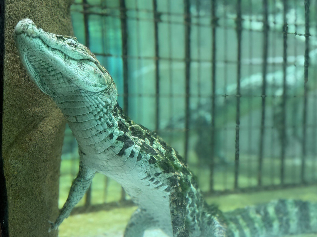 Atagawa Tropical & Alligator Garden-东伊豆町必去景点