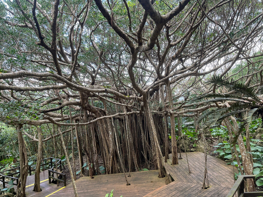 ASMUI Spiritual Hikes-国头村必去景点