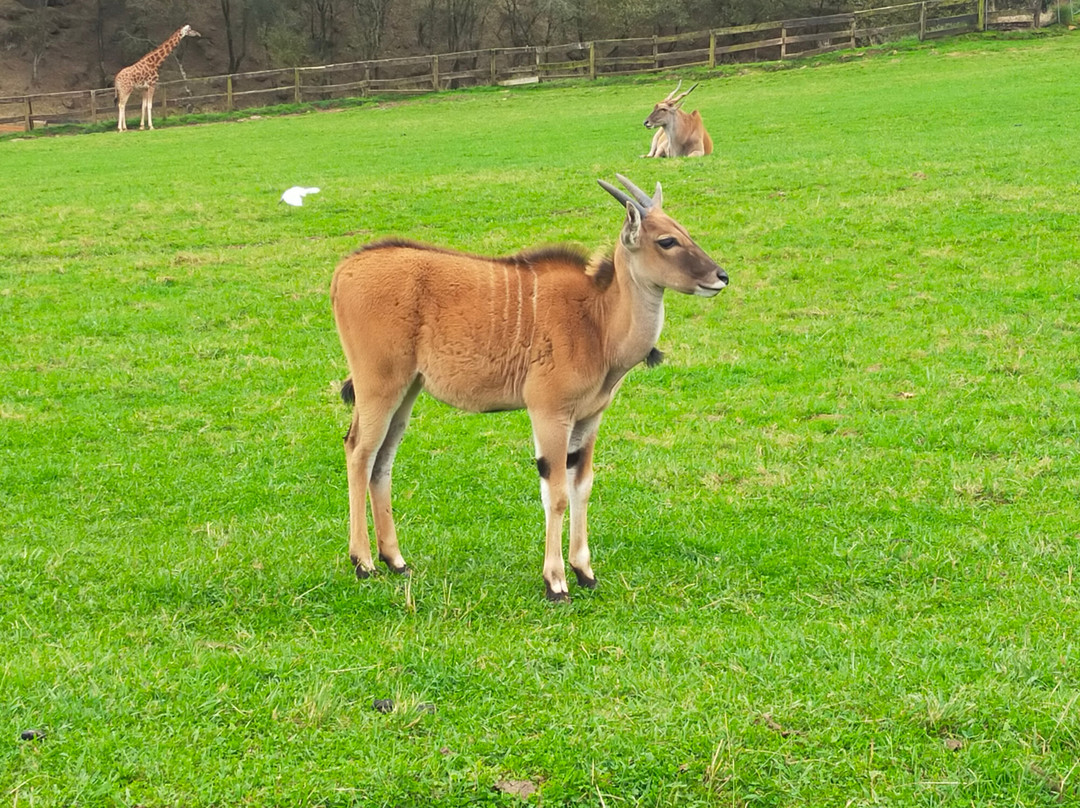 Parque de la Naturaleza de Cabarceno-Obregon必去景点