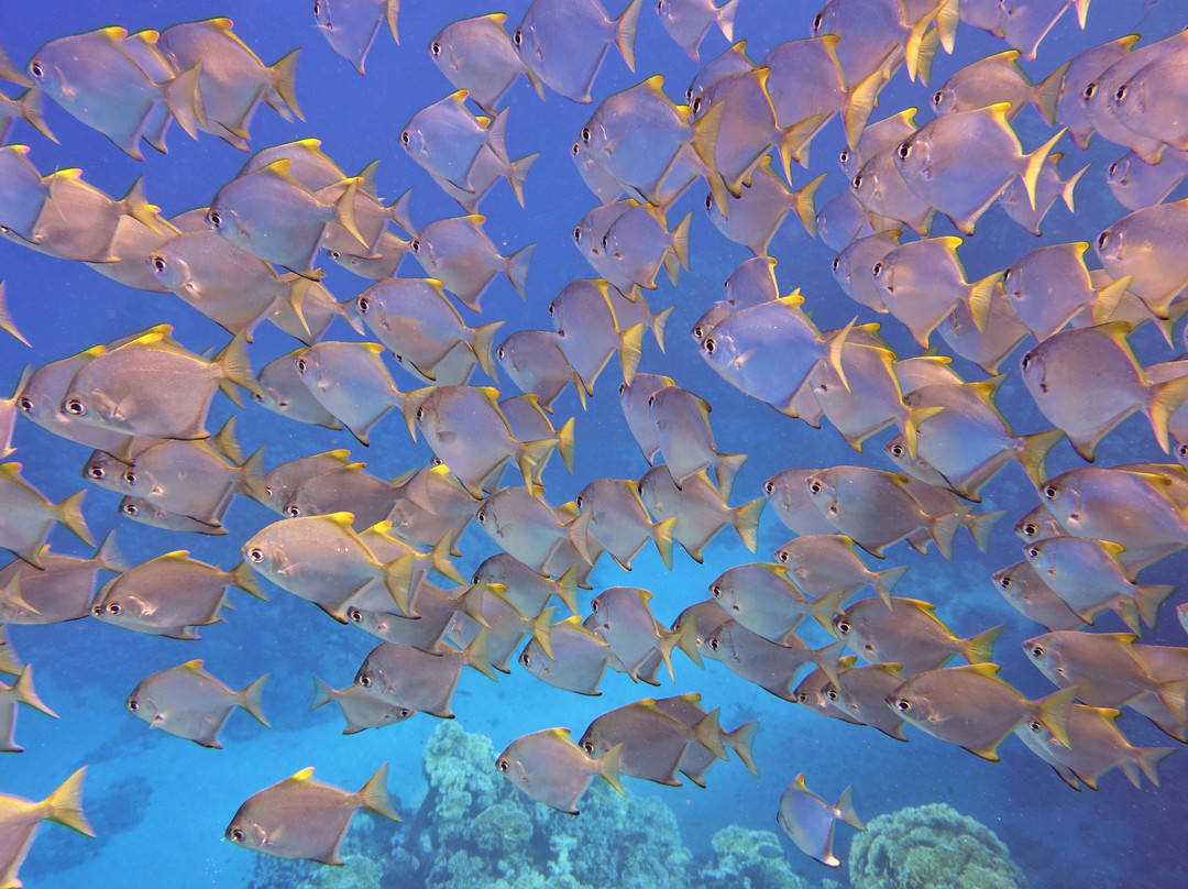 ORCA Dive Club Coral Garden-Safaga必去景点
