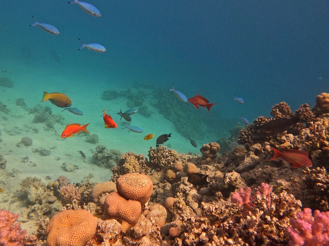 Aquarius Diving Club-马卡迪湾必去景点
