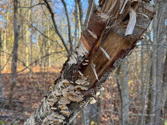 Witchwood Tours-塞勒姆必去景点