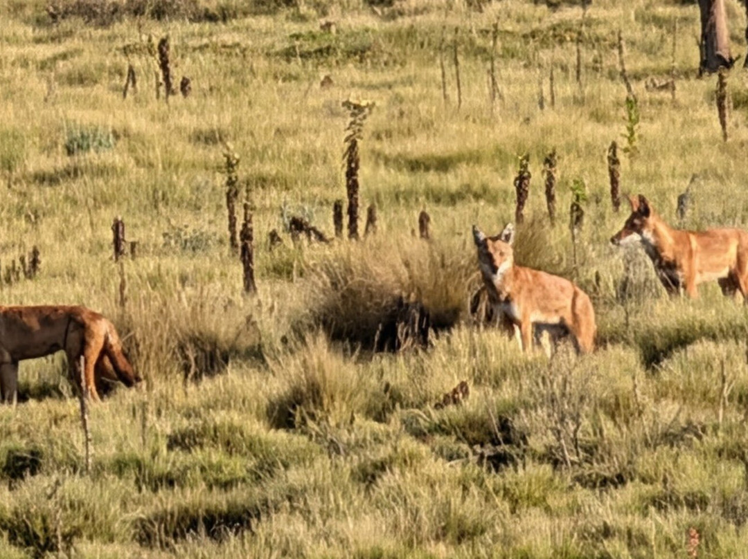 Simien Mountain Guides-Debark必去景点