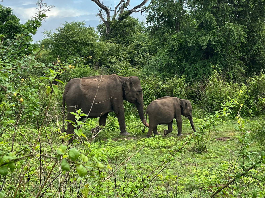 Prasanna Safari Udawalawe-乌达瓦拉维国家公园必去景点