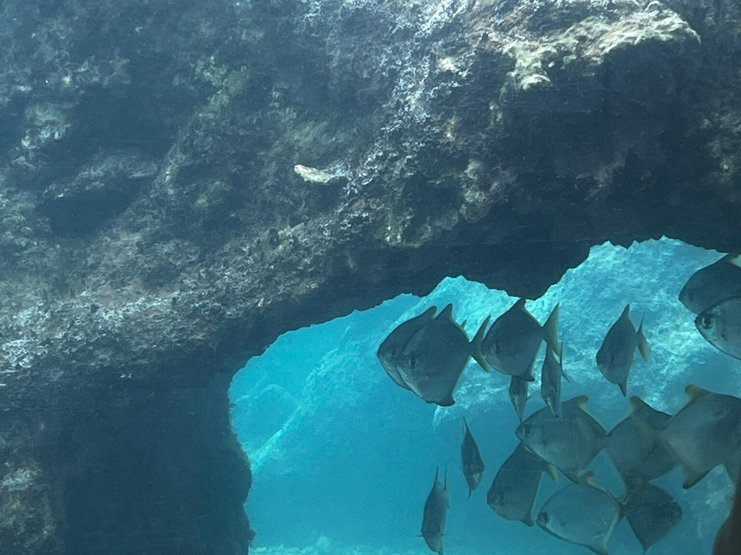 Kélonia-圣亮必去景点