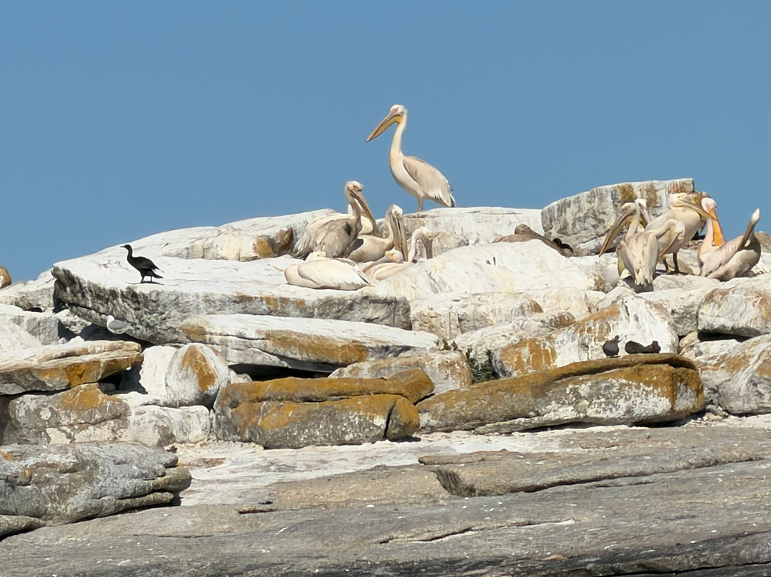 Cape Coast Expeditions-Yzerfontein必去景点