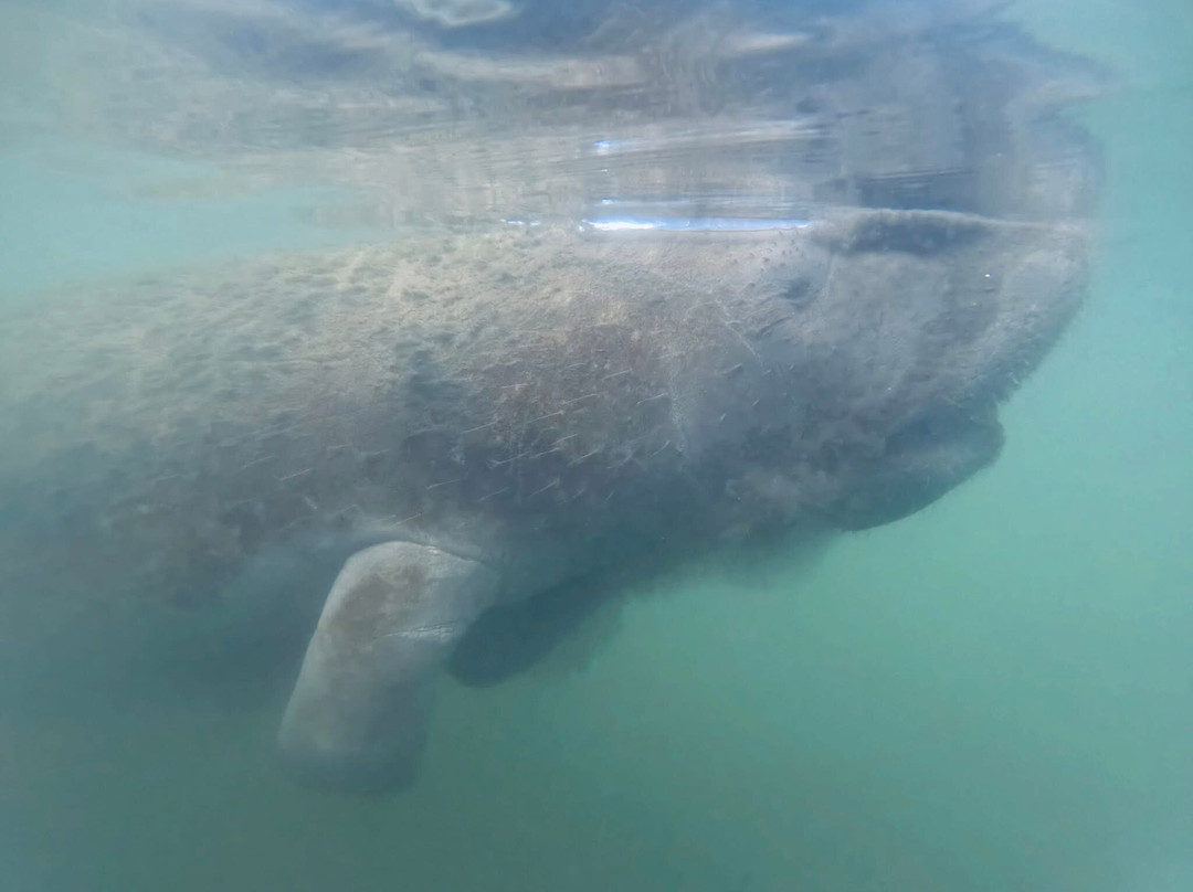 Fun 2 Dive Manatee Tours-克里斯特尔里弗必去景点
