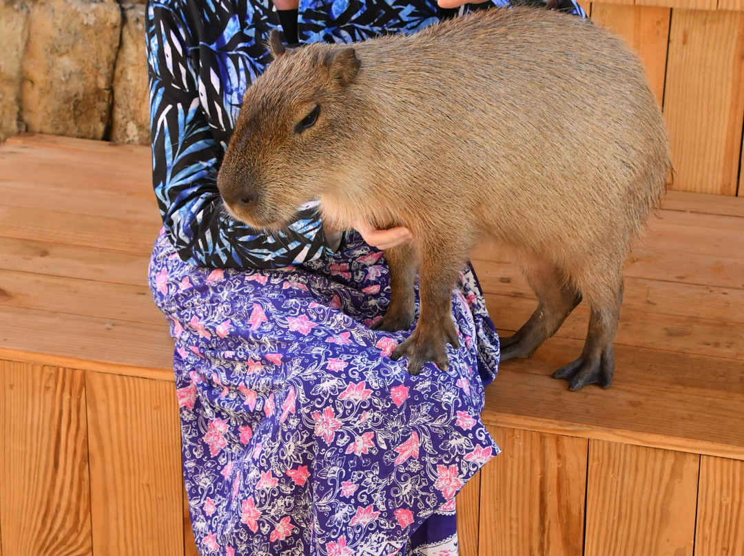 Amber Cove-普拉塔港必去景点