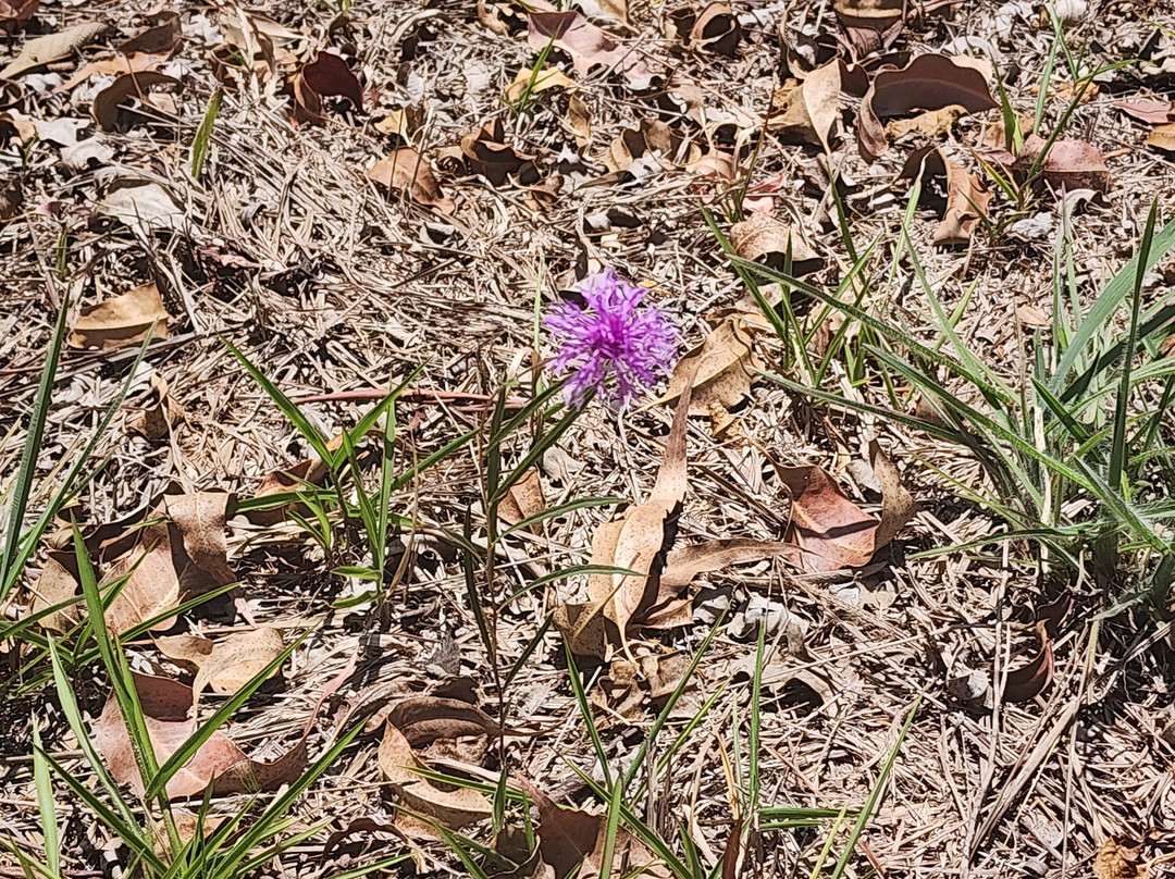 Del Rey Climb-德尔雷伊必去景点