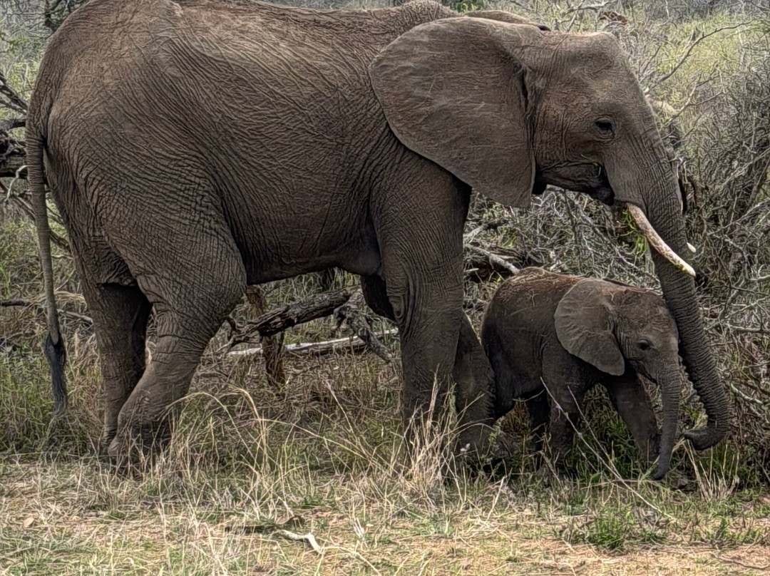 SAFARI, DRIVE & DIVE TOURS-Inhambane必去景点