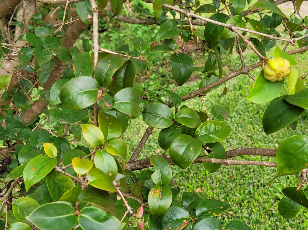 格林威尔农场-基亚拉凯库亚必去景点