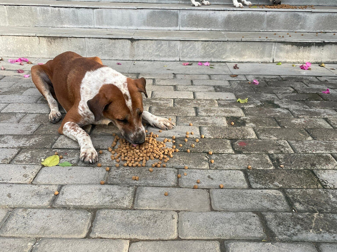 Ekas Surf & Kitesurfing Resort主图