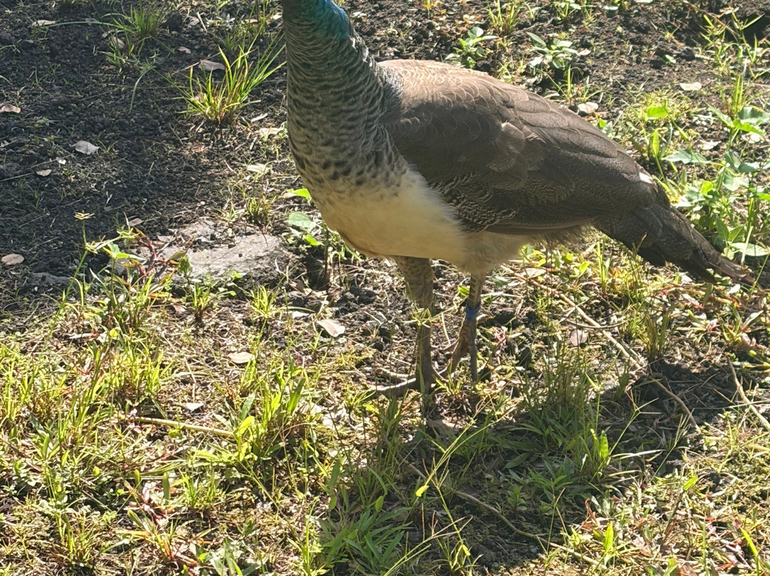 帕奈瓦热带雨林动物园-希洛必去景点