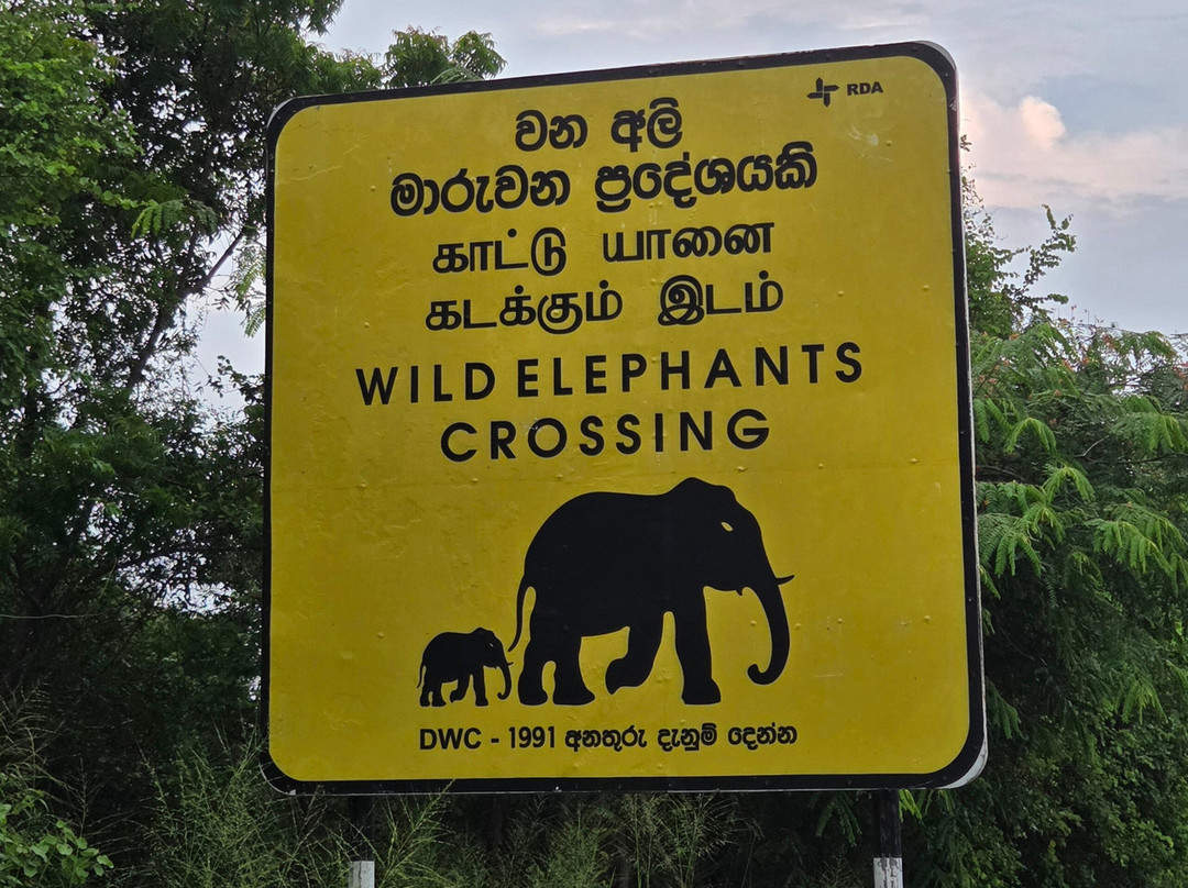 Ceylon Wild Trails Safari-哈巴拉娜必去景点