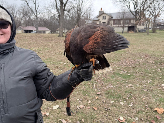 Ohio School Of Falconry-哥伦布必去景点