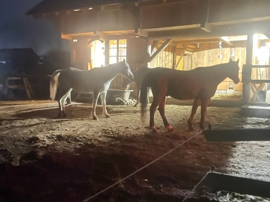 Učni ranč-Bohinjska Cesnjica必去景点