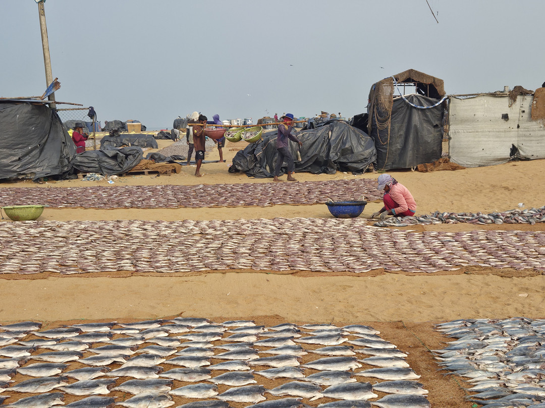Negombo Fish Market-尼甘布必去景点