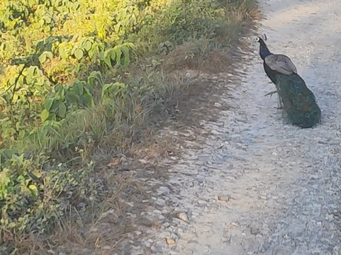 丛林之书度假村