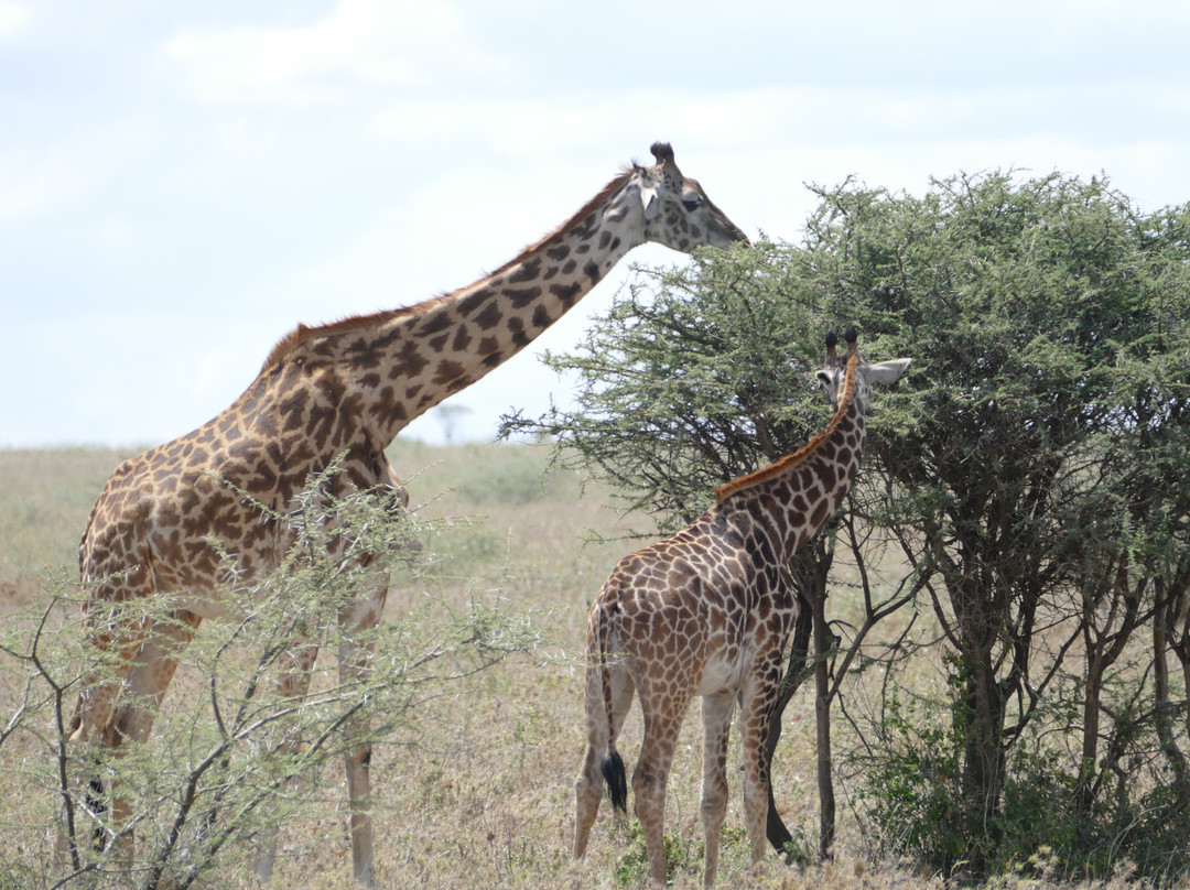 Zara Tanzania Adventures-莫西必去景点